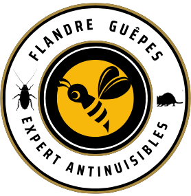 flandre guêpes