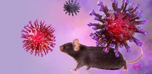 853f01c8-covid-19-coronavirus-souris-genetiquement-modifiees-maladie-humaine-animal-homme